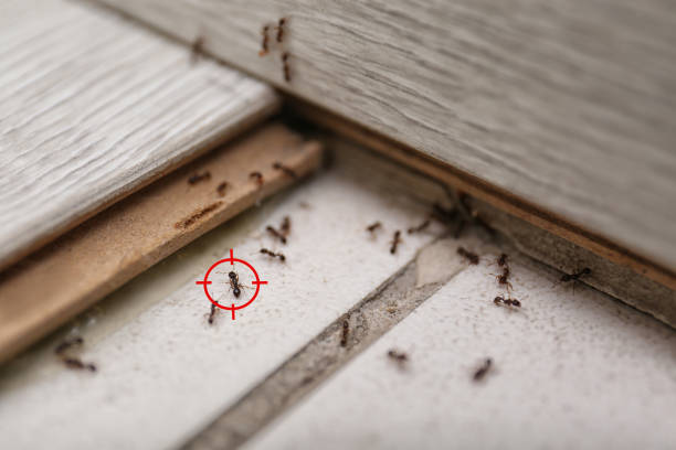 Best Ant Control Services  in Laurel, MD