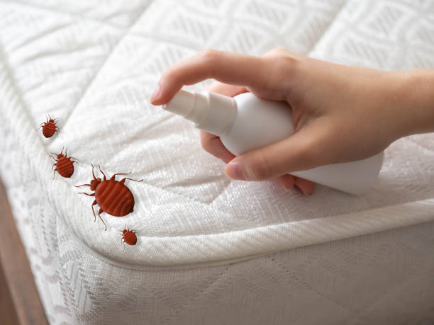 Best Local Pest Control Services  in Laurel, MD