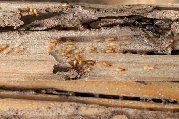 Best Wildlife Control Services  in Laurel, MD